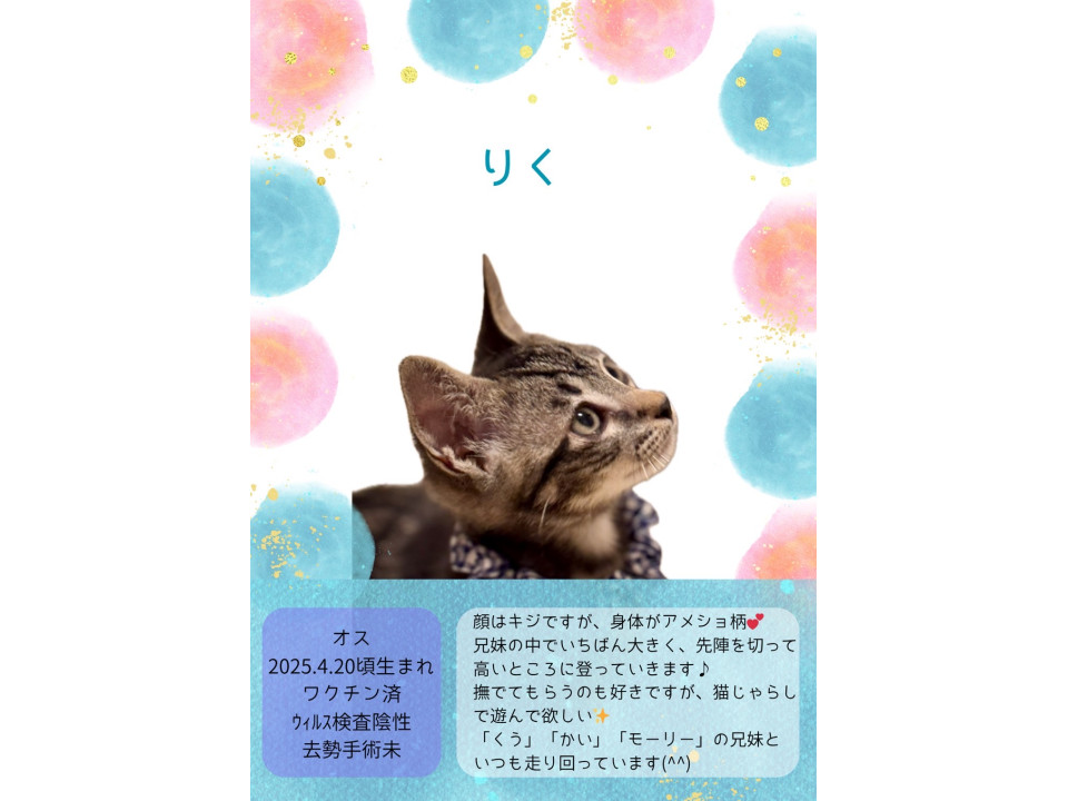 顔はキジ、身体はアメショ