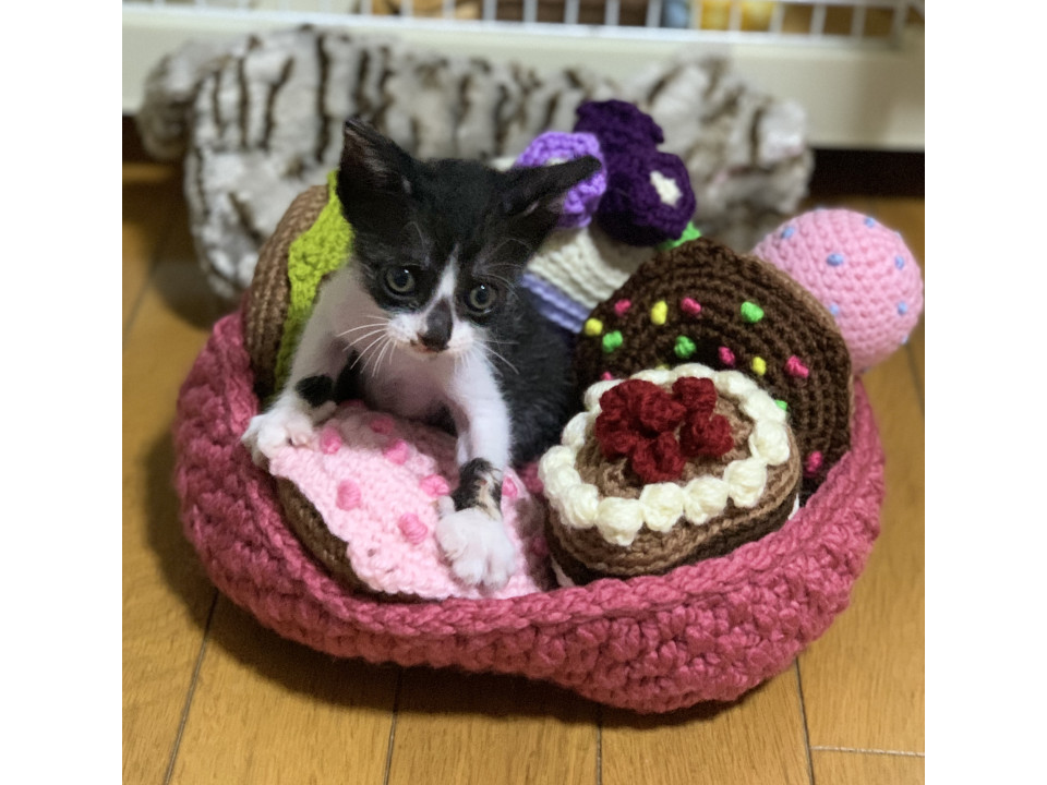 超お利口さん、綺麗なハチワレ男子