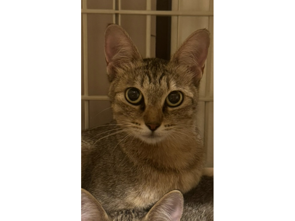 人慣れバツグンのキジトラ猫➁