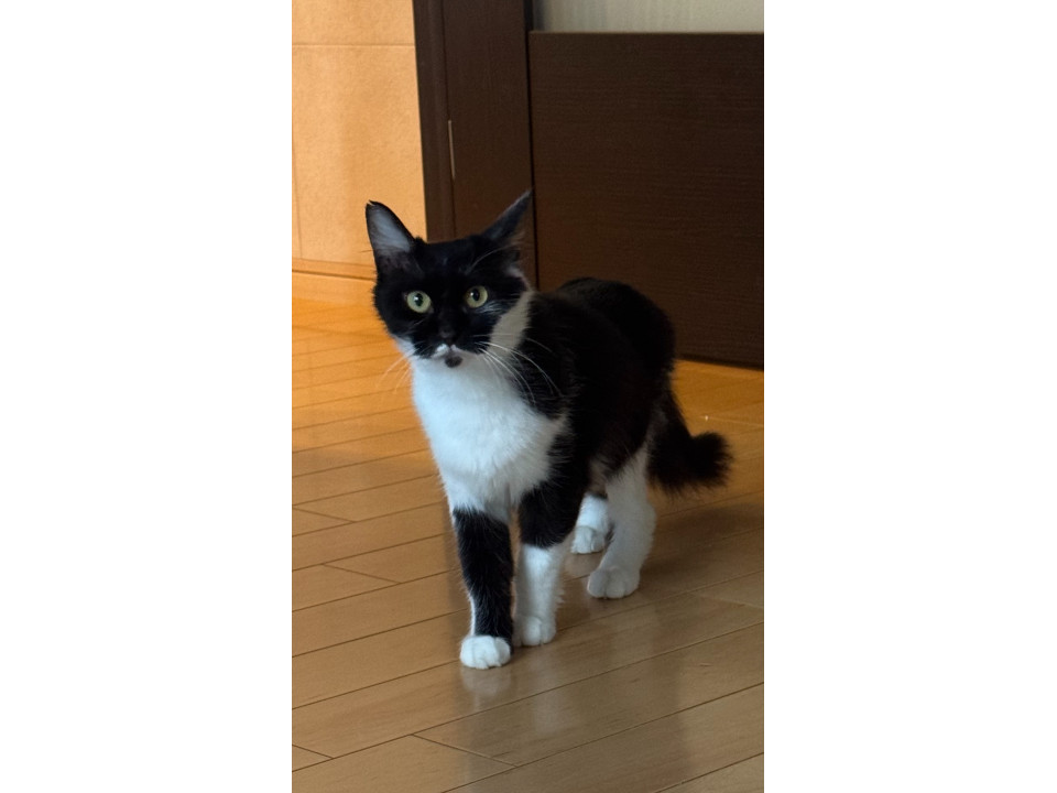 黒白柄の人慣れバツグン♪➀