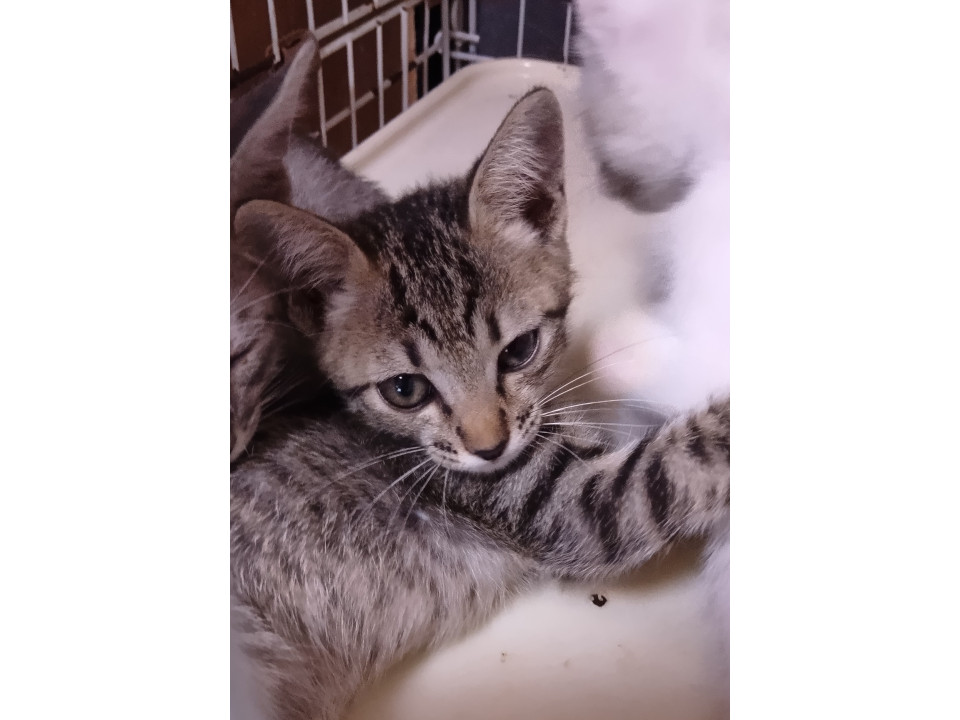 生後2ヶ月の子猫