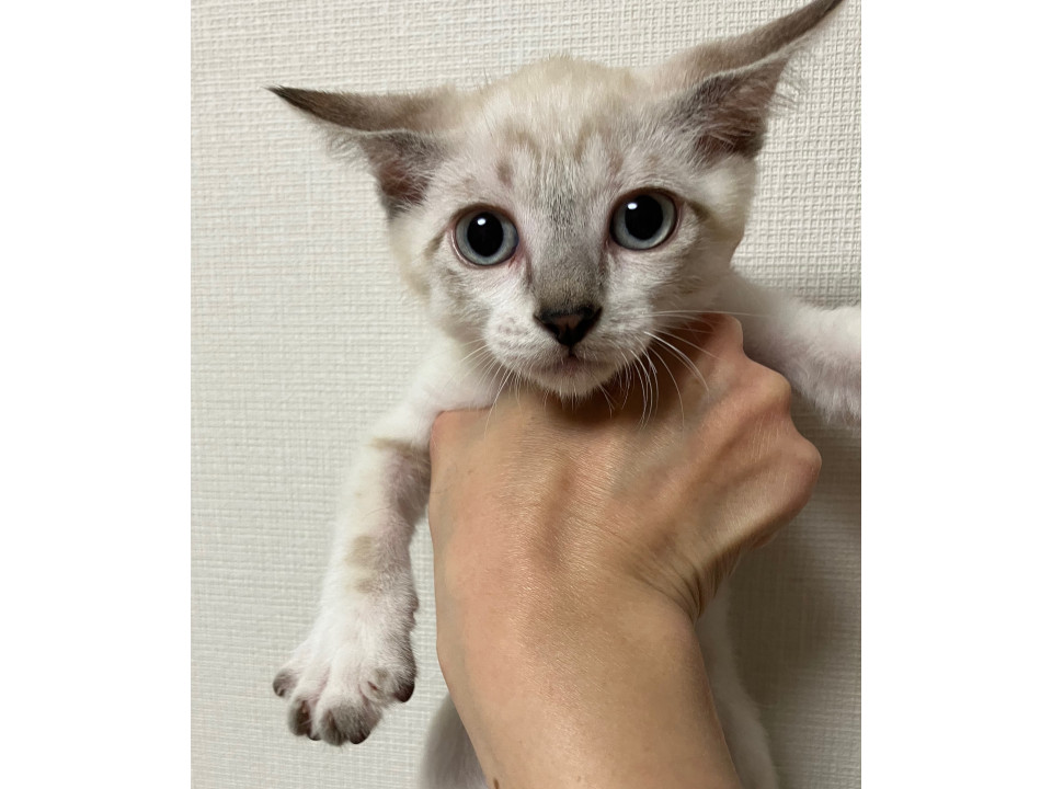 おてんばだけどすごく甘えん坊な子