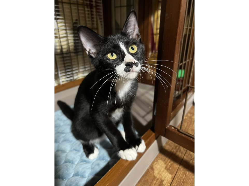 ちょび髭タキシードのリノ君★