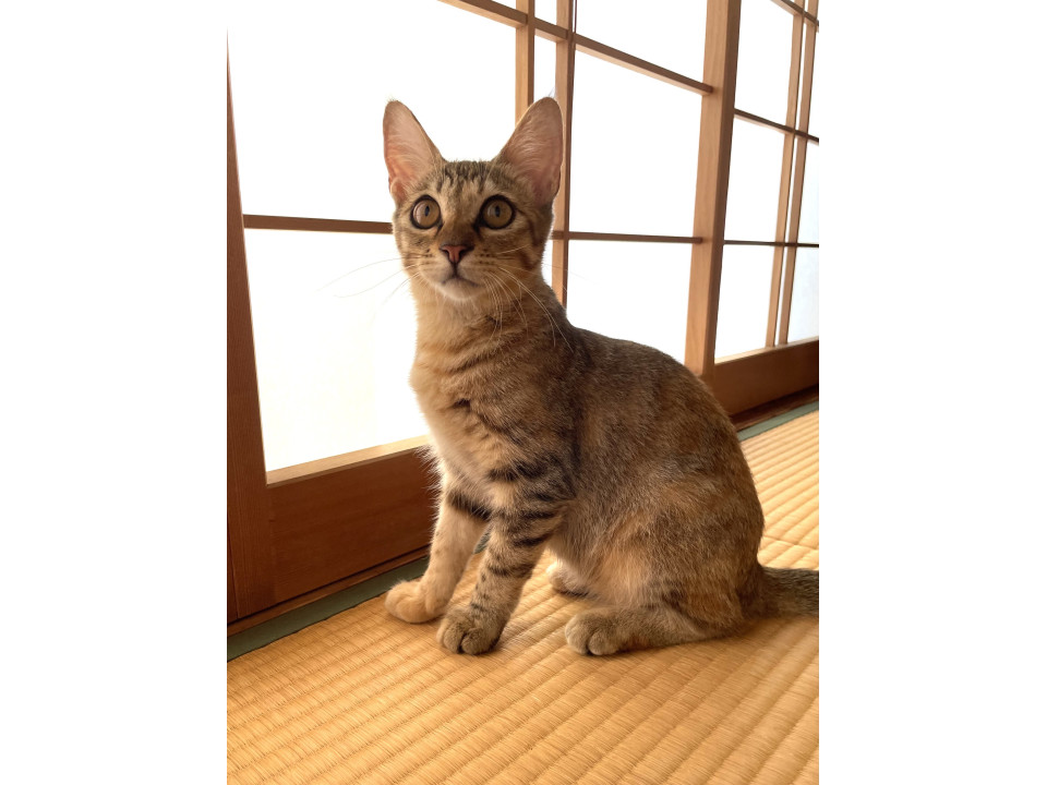 美猫&スリム&賢い!!女子子猫♡
