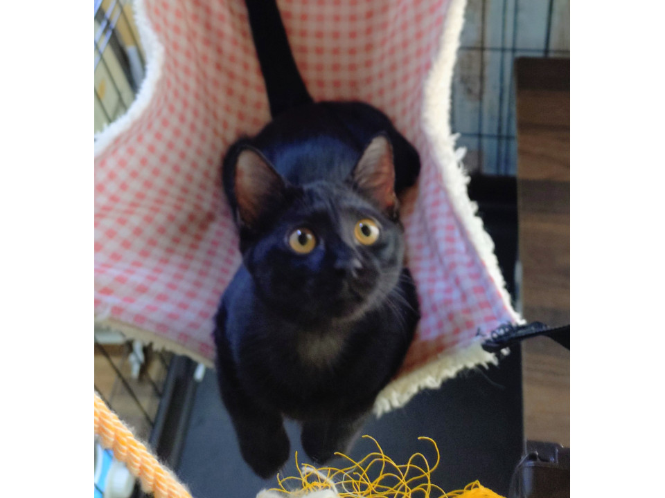 美しい黒猫おんなの子