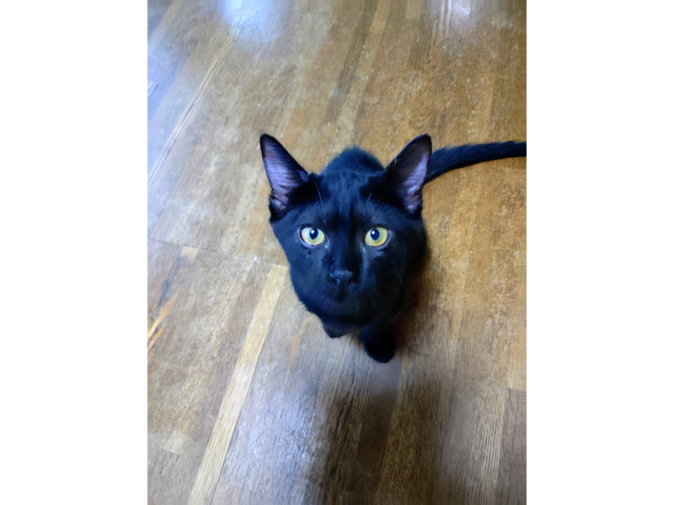 美しい黒猫