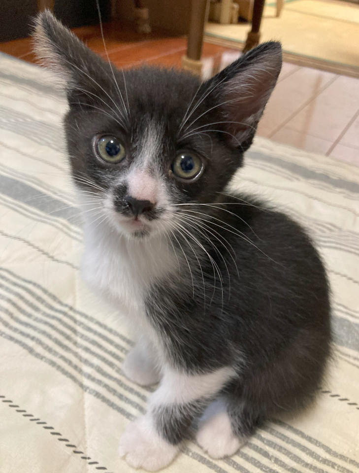 白黒ハチワレの子猫