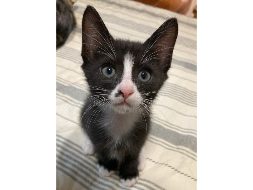 白黒ハチワレ子猫