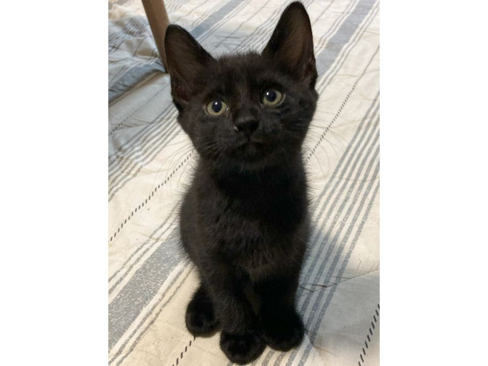 人慣れOK子猫