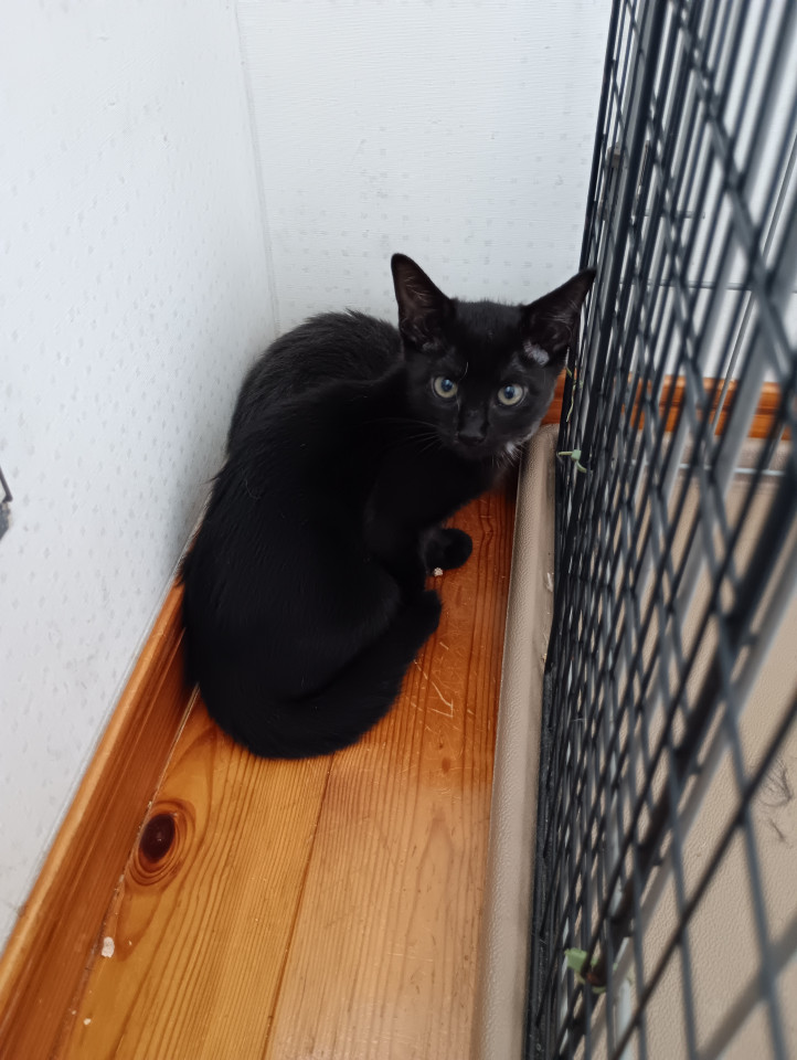 黒猫ちゃん