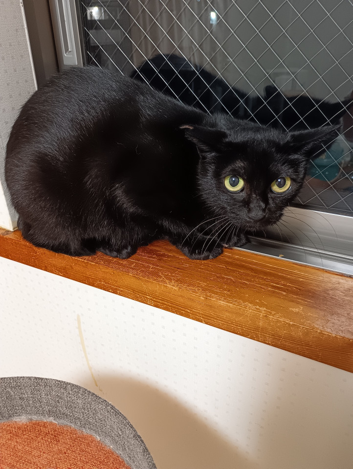 黒猫のお母さん