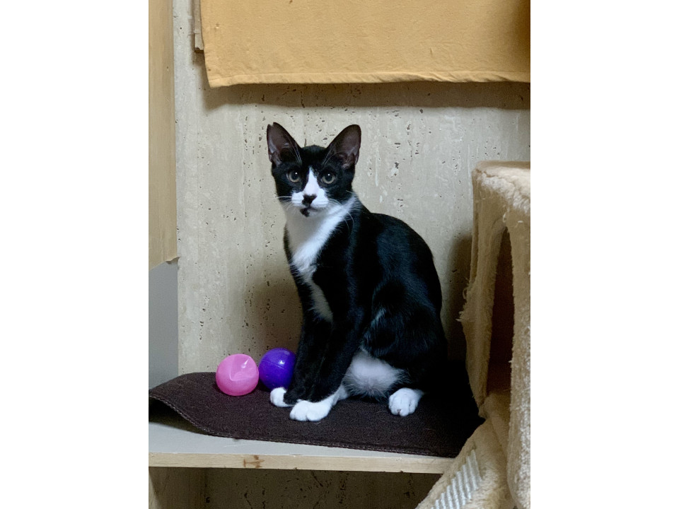 猫同士も1人遊びもお手のもの❣️ウリ君