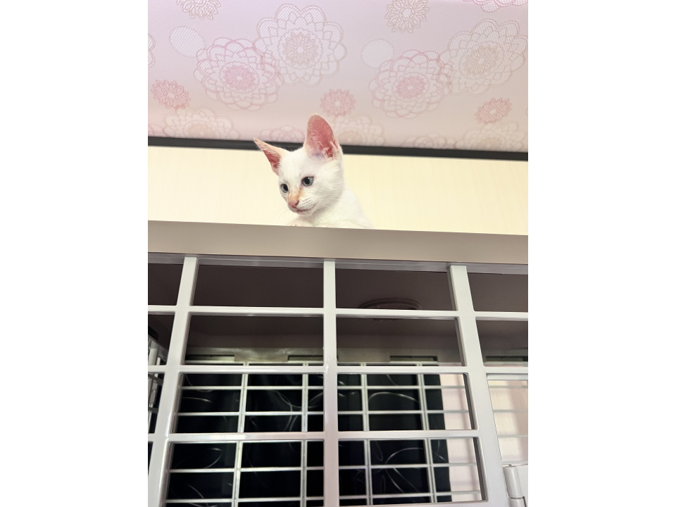 仲良し兄妹猫ちゃん