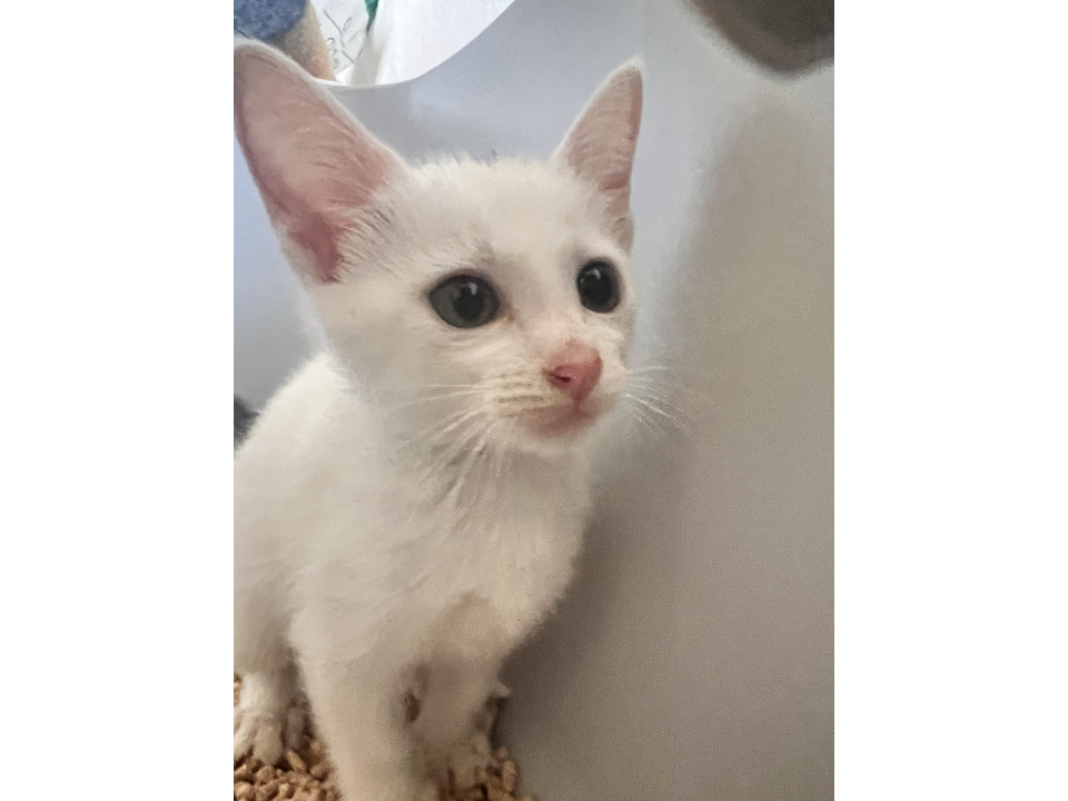 仲良し兄妹猫ちゃん