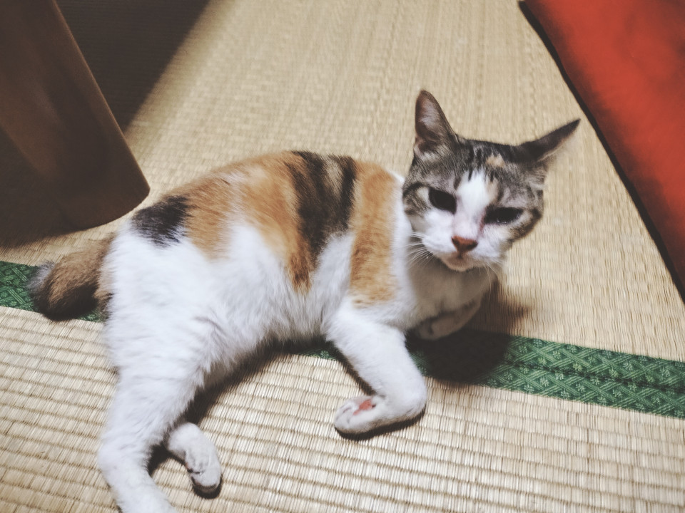 甘えん坊で困っちゃう