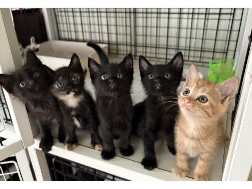 可愛い 5匹の子猫 黒猫、茶トラ、サビ