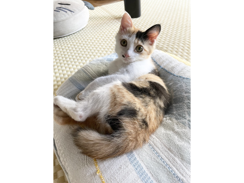 キュートな三毛猫♡とっとちゃん