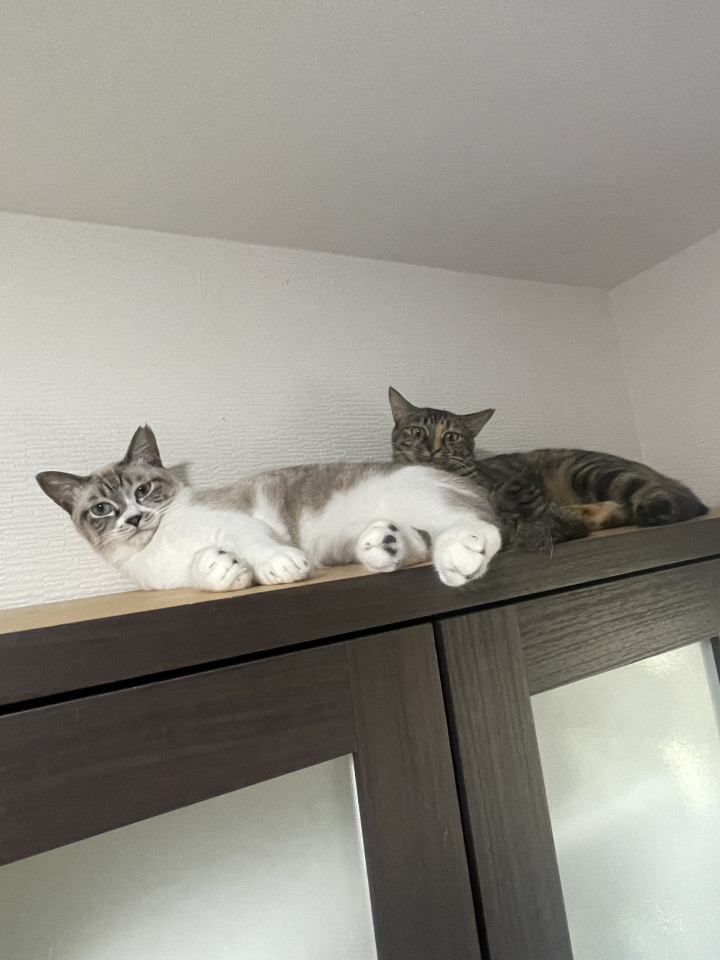 姉妹猫小柄なキジムギと可愛いシャム