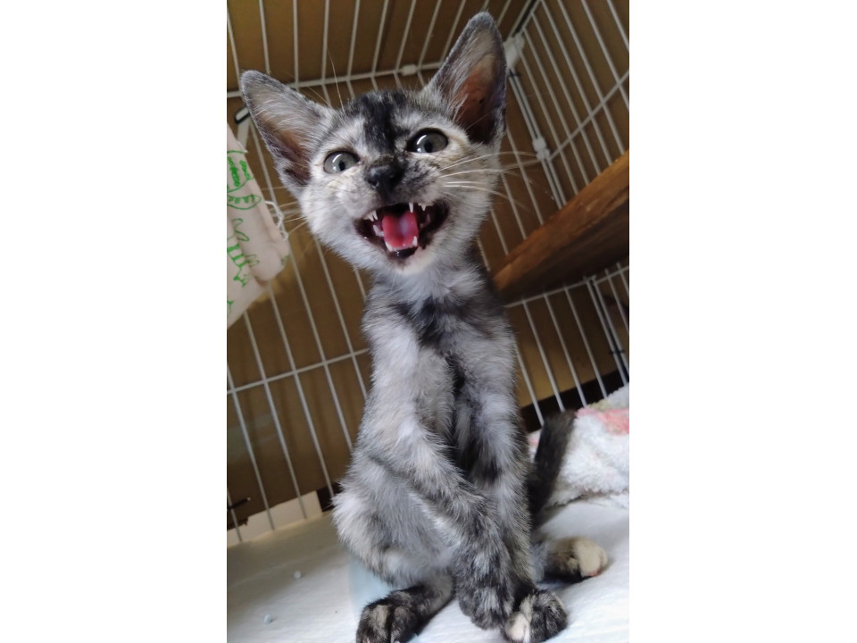 めちゃ人なれ サビ猫ミゾレちゃん