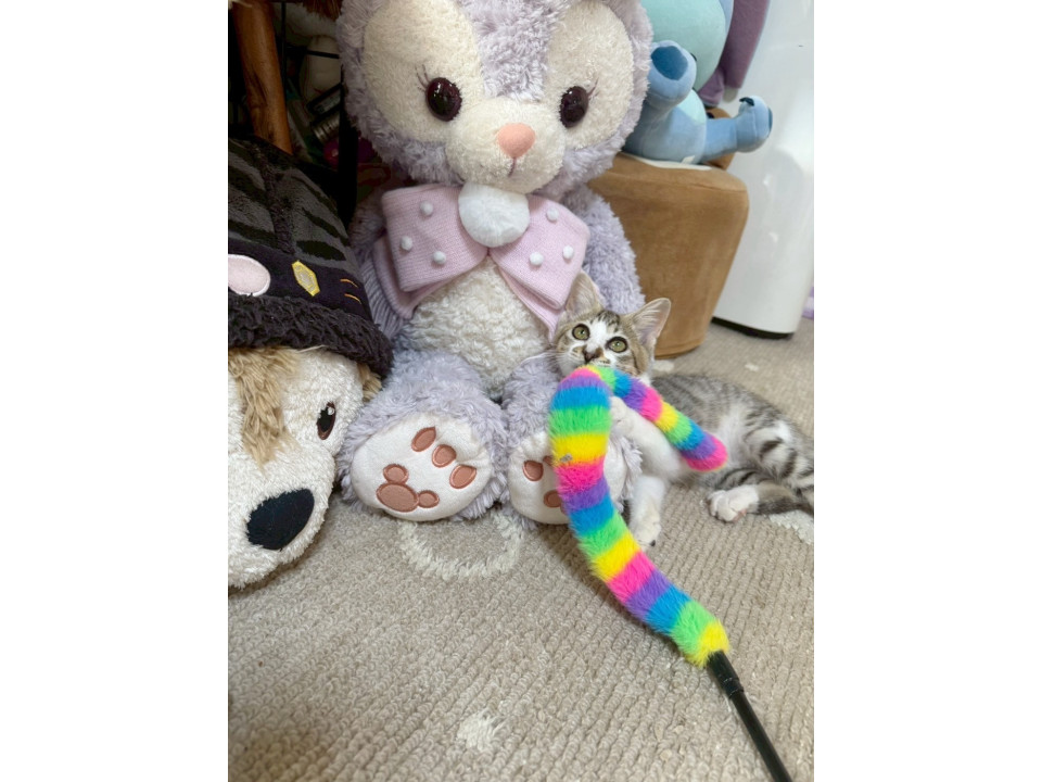 甘えん坊アピール上手なお姫様みーこ♡