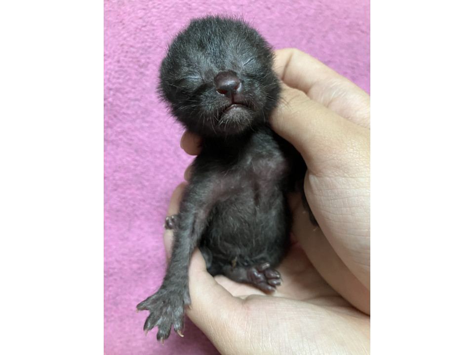 生まれたばかりのクロネコちゃん