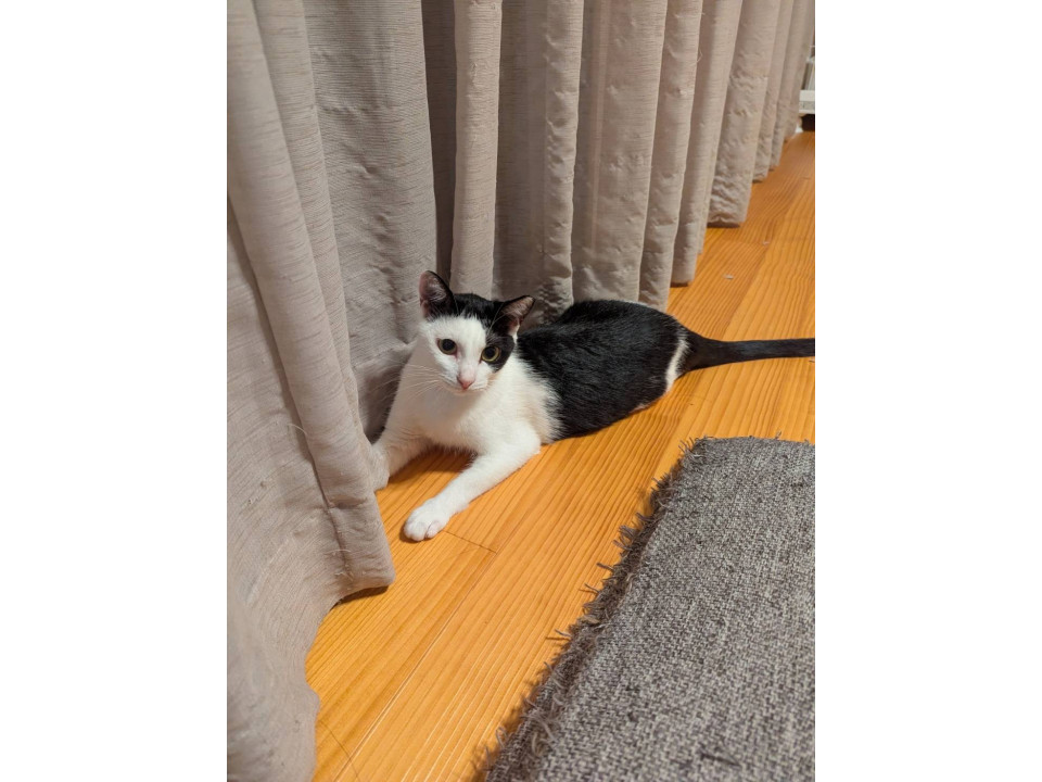 ツンデレぱっつん