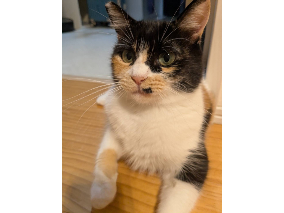 個性的柄の三毛猫