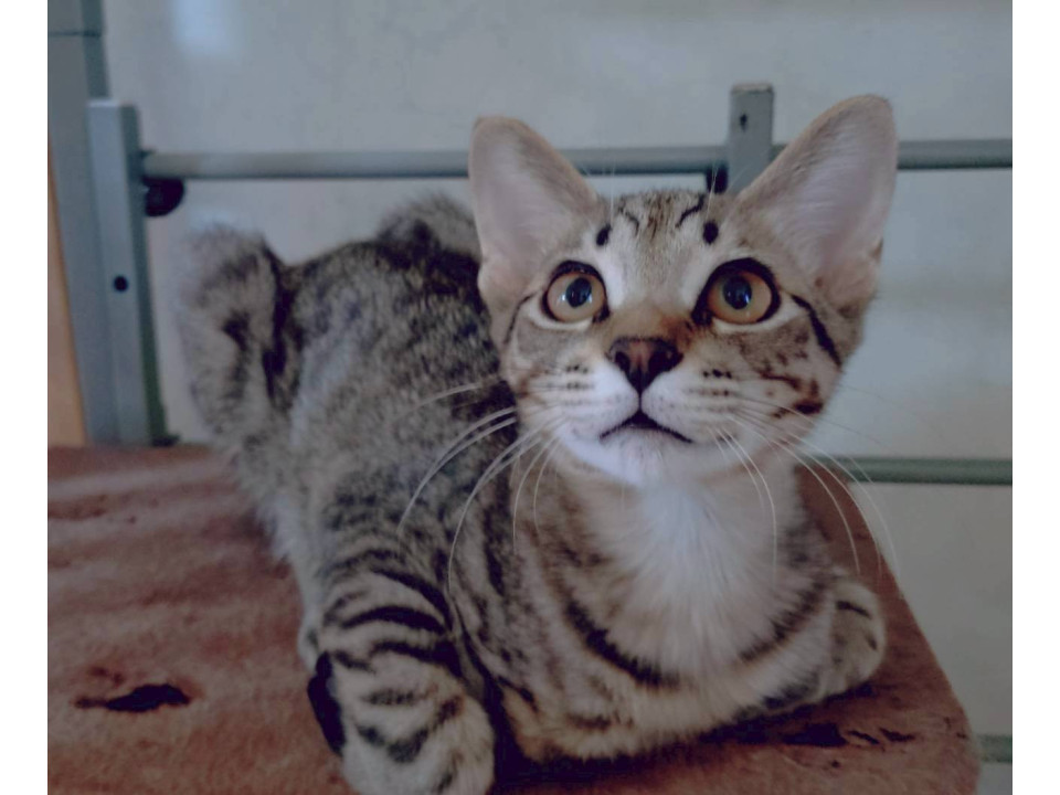 11/3譲渡会】端正チーター風★リュード