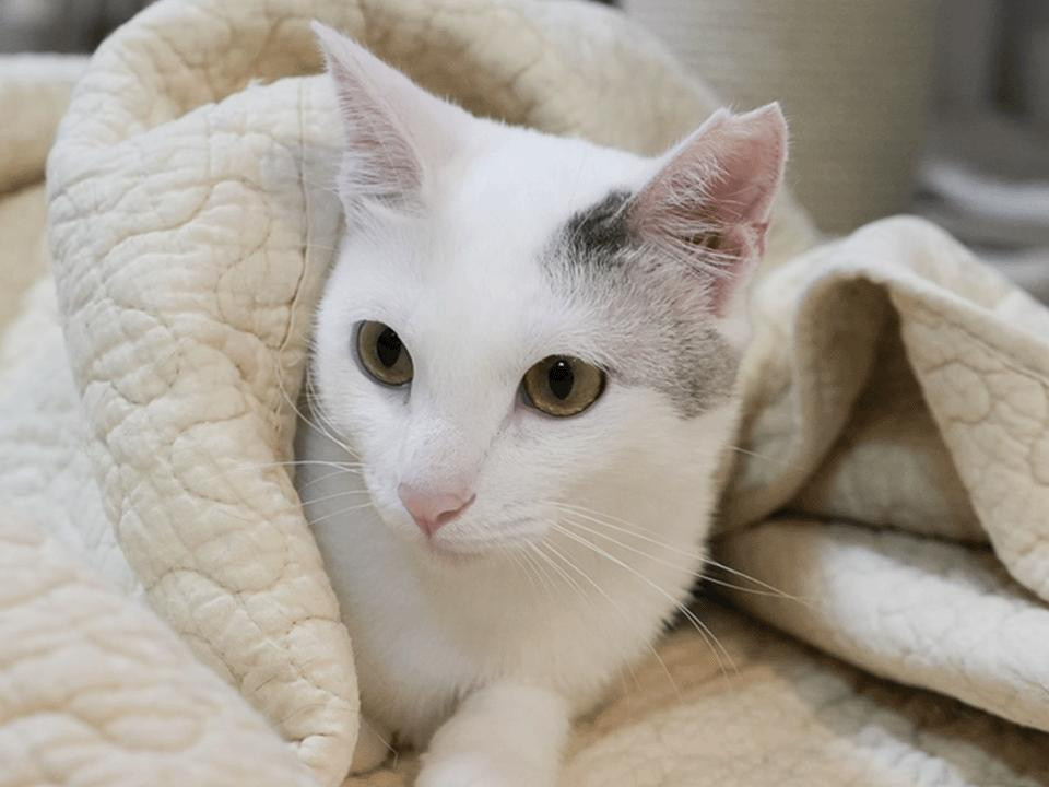 人馴れ抜群な美猫・名前を呼ぶと来てくれる