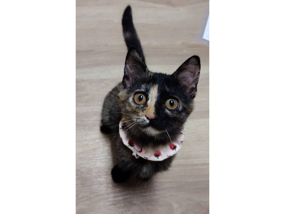 無邪気✨明るい♬サビ子ねこちゃんฅ•ω•