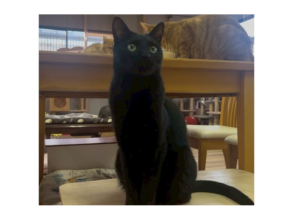 一人っ子希望☆優しい黒猫くんฅ•ω•ฅ