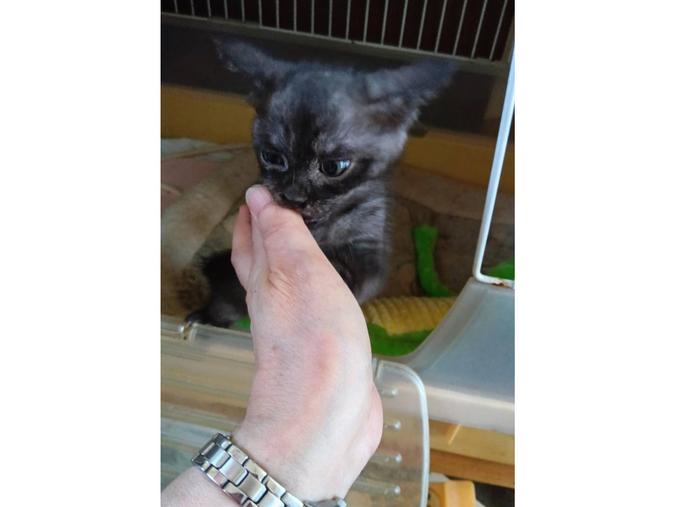人馴ればつぐんの黒ネコちゃん
