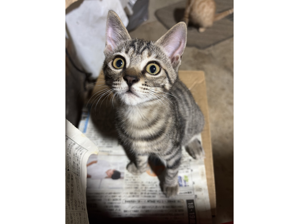 おてんばな虎ちゃん