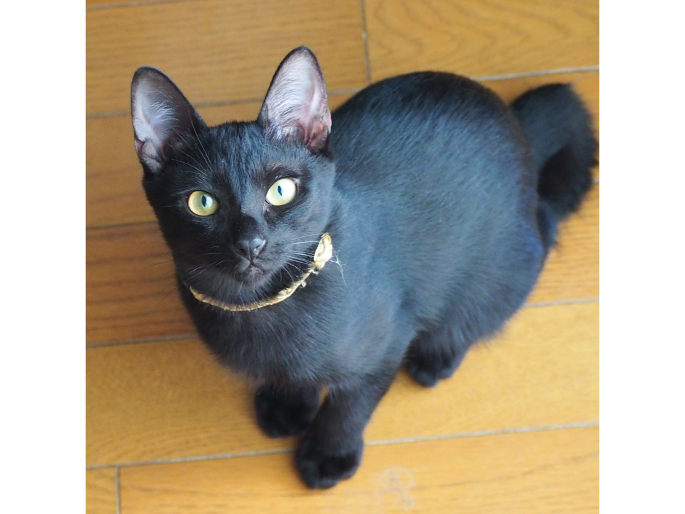 超甘えん坊な黒仔猫