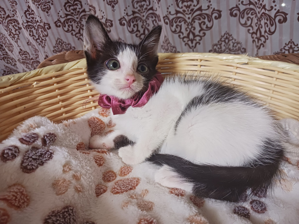 手足長いスレンダーな美猫★白黒ハチワレ