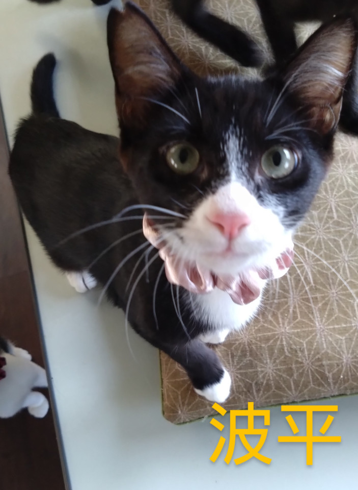 長いしっぽのわんぱく4兄弟
