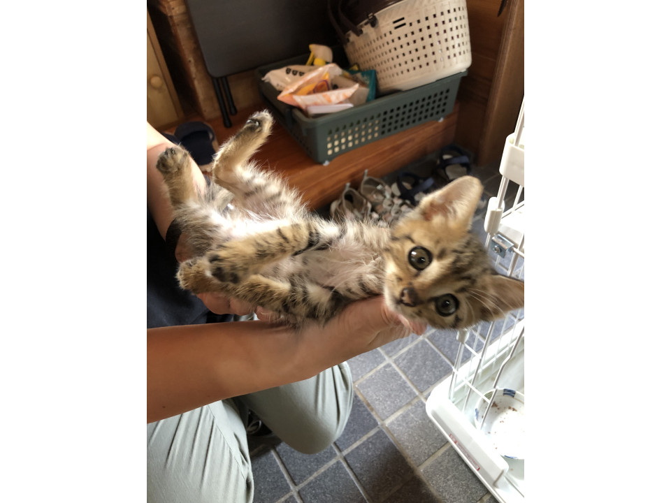 ぱやぱやキジトラ男子1カ月半
