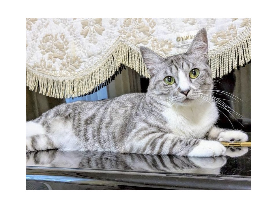 穏やかで猫と仲良しなあずきちゃん