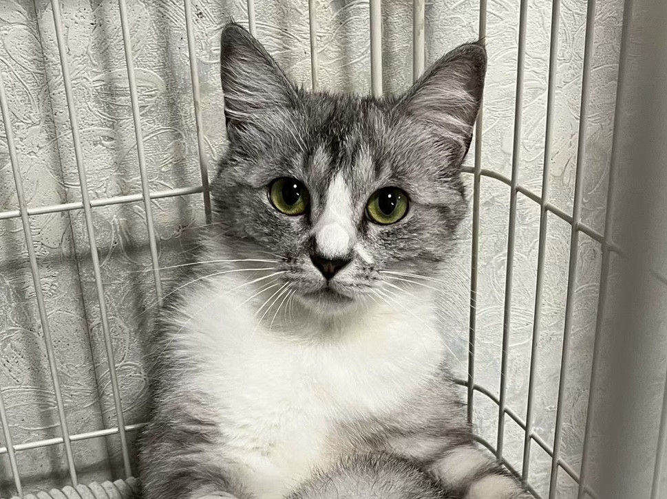 穏やかで猫と仲良しなあずきちゃん