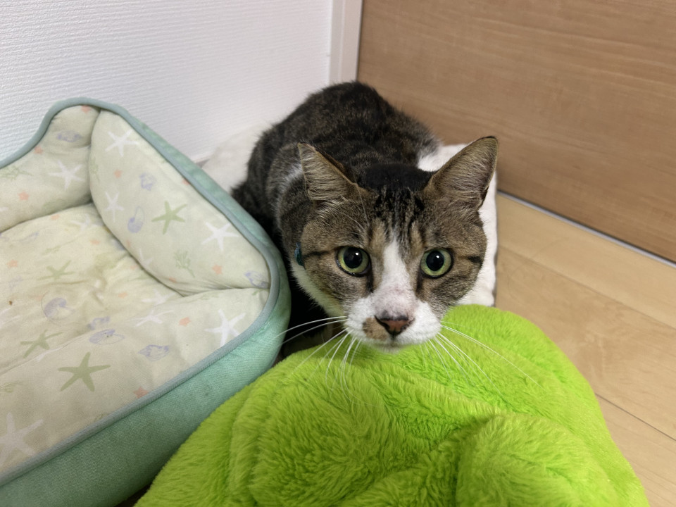 可愛いオス猫ちゃん!去勢済みです!