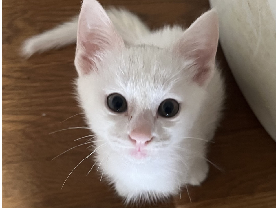 美系!!!白ちゃん!!!!