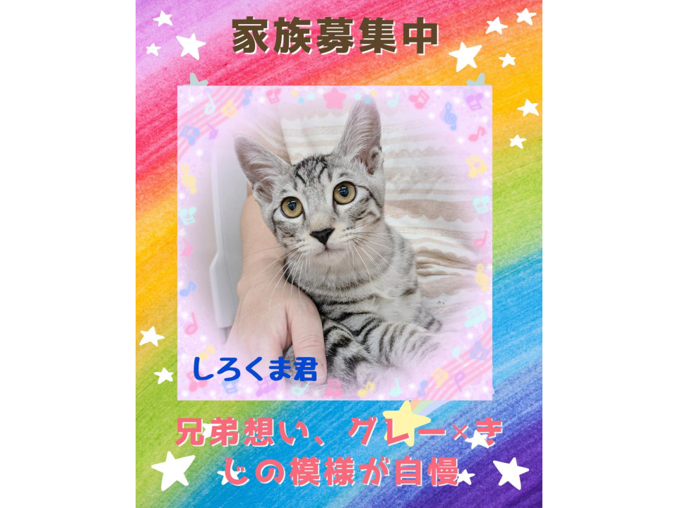 4兄弟いちの温厚