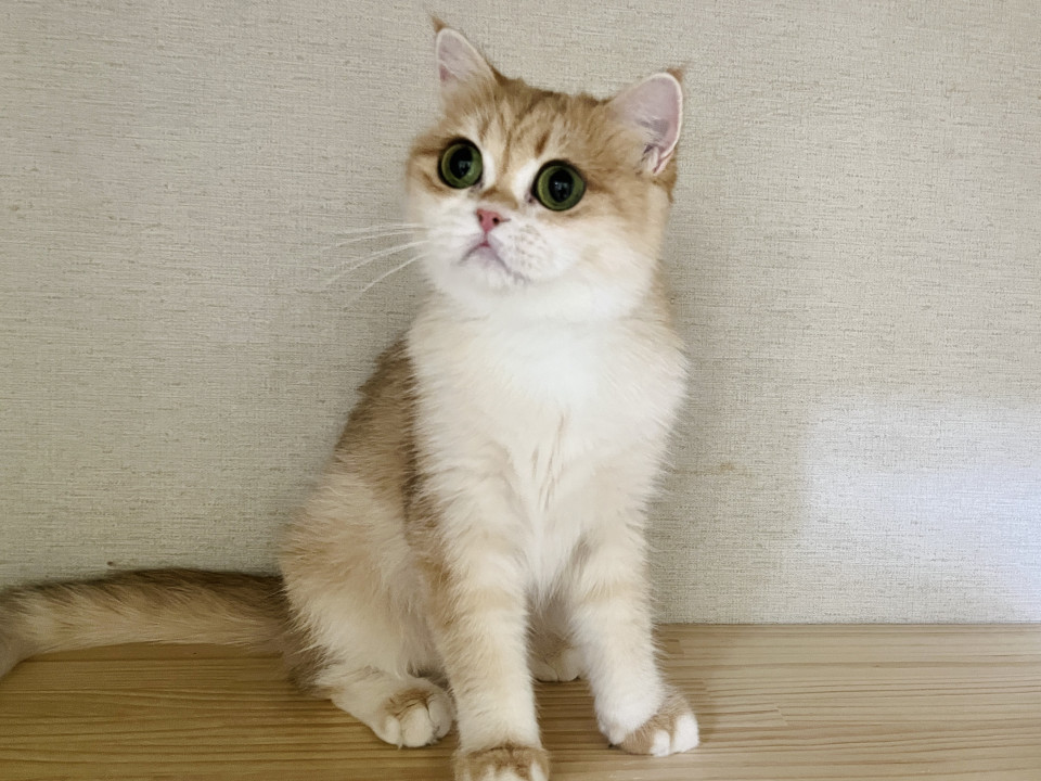 元気なブリティッシュショートヘアー