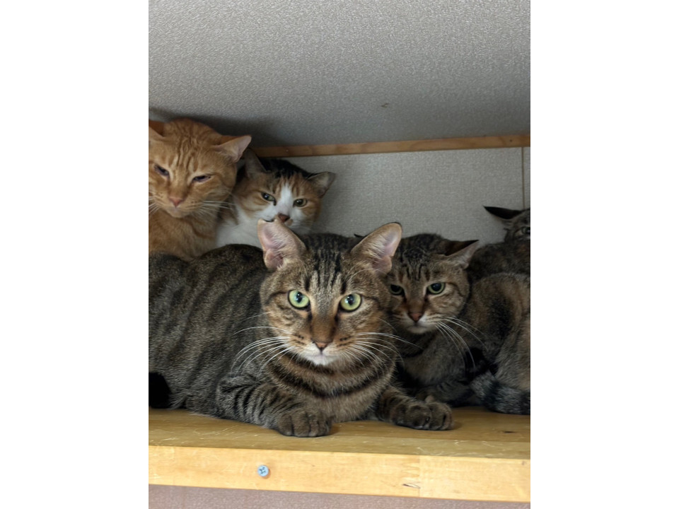 サバトラ界の王子様、家族募集中です✨