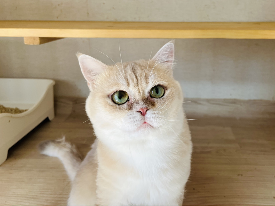 ひと