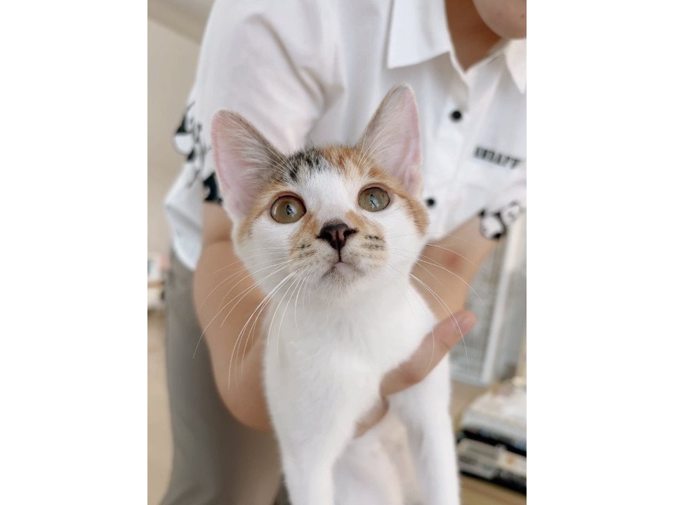 ウィルス陰性❣明るく懐っこい❣️ミケ❣️