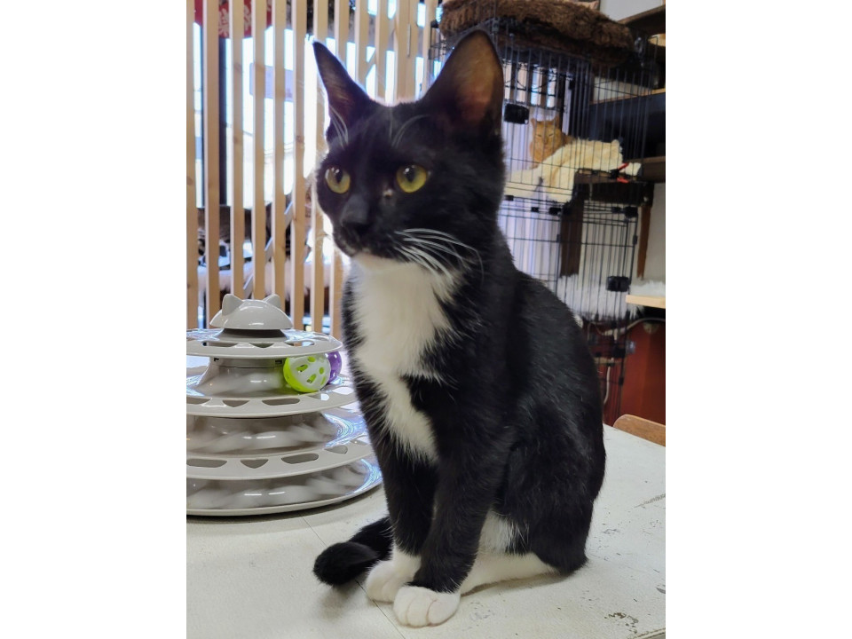 抱っこ大好き!黒猫男子(≧∇≦)
