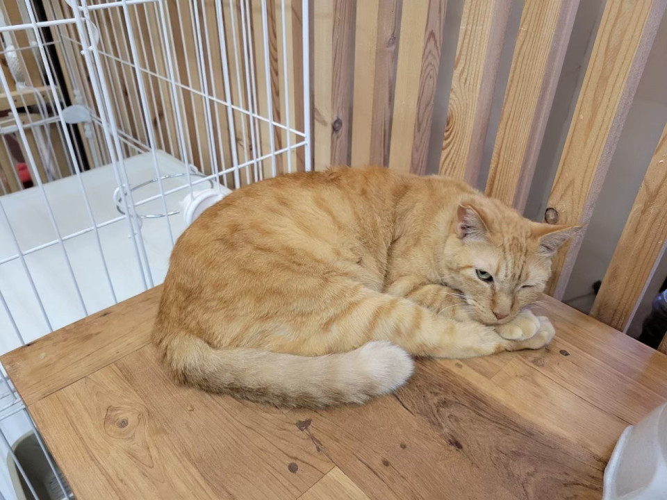 のんびり屋の癒し姫 (*^-^*)