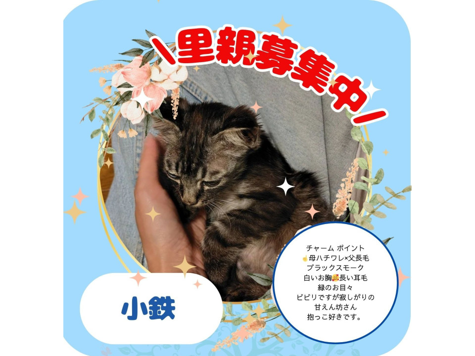 モフモフ長毛ブラックスモーク小鉄くん