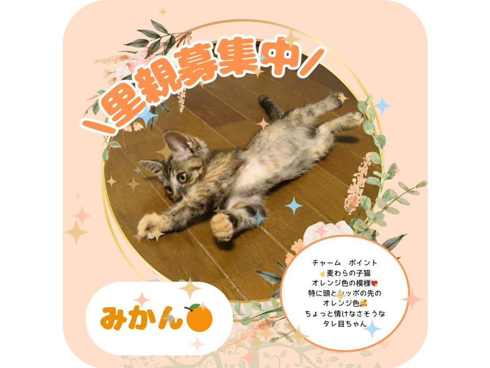 オレンジ模様が可愛い麦わら子猫みかんです